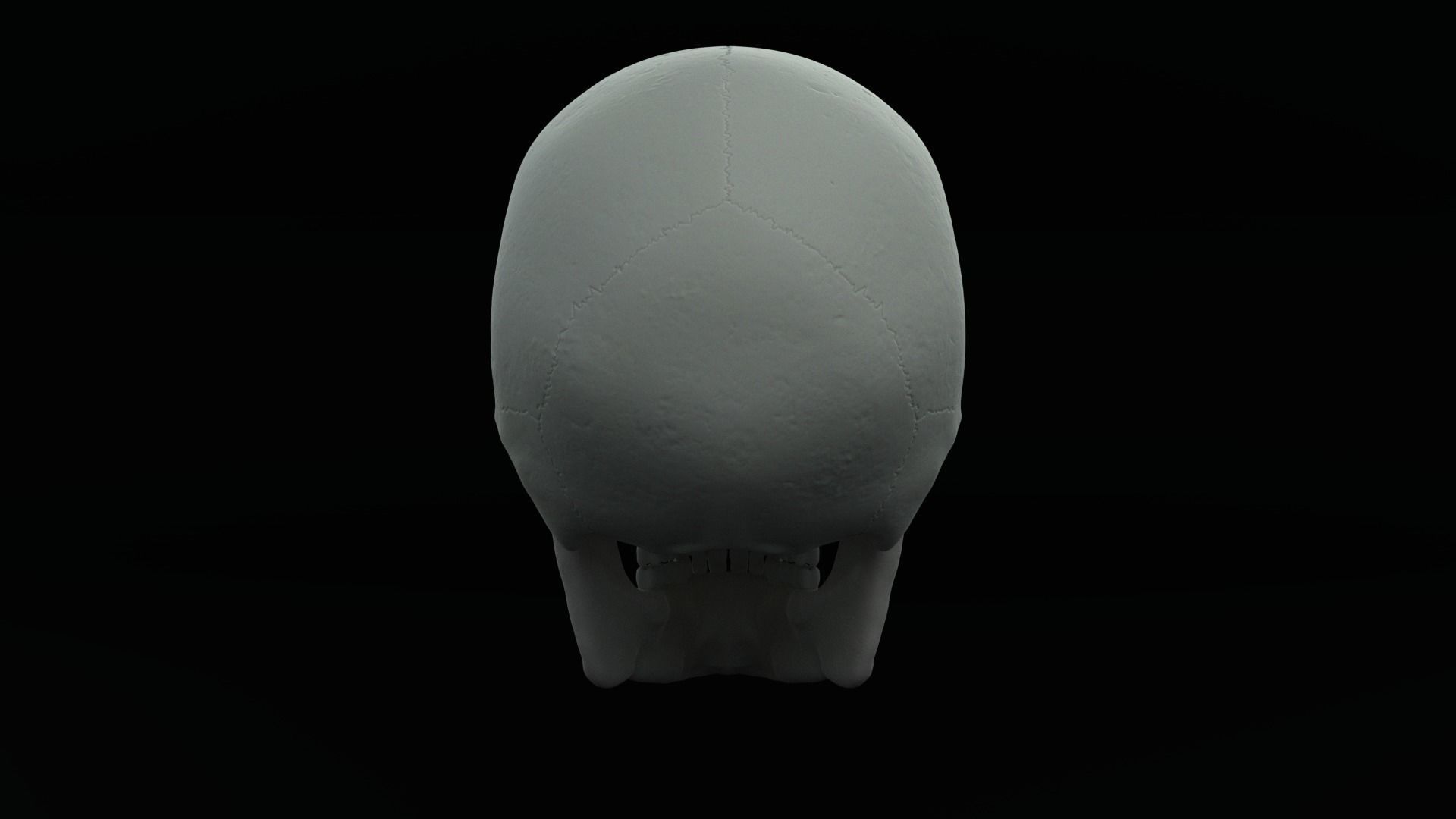 Skull human Free 3D model_8
