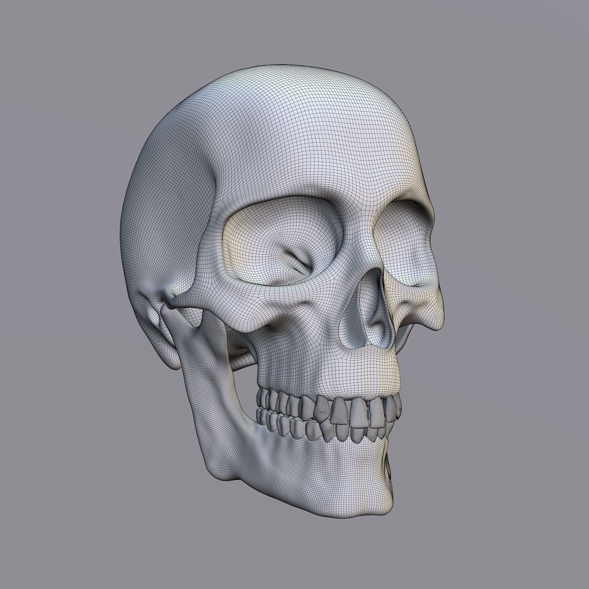 Skull human Free 3D model_12