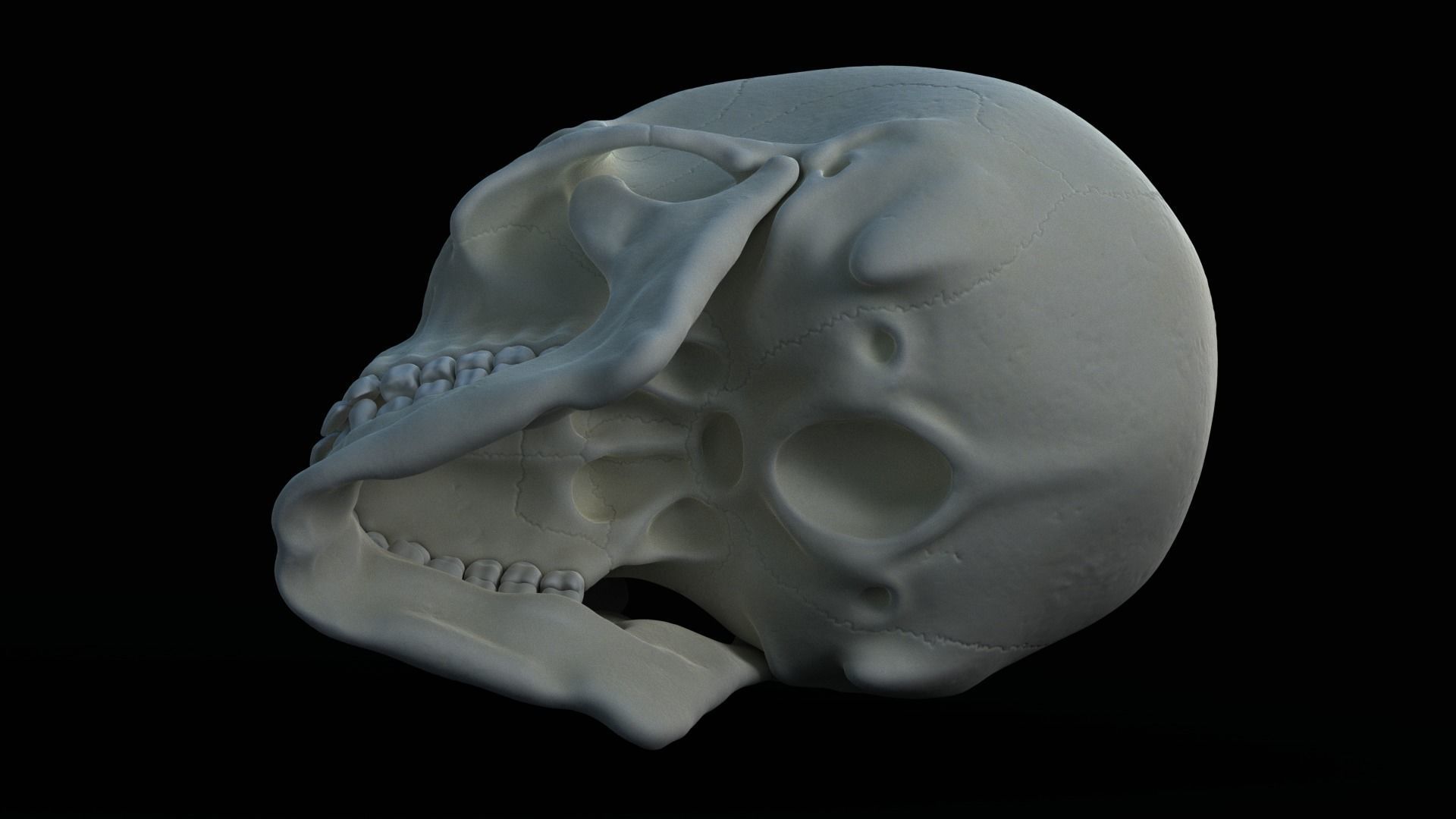 Skull human Free 3D model_5