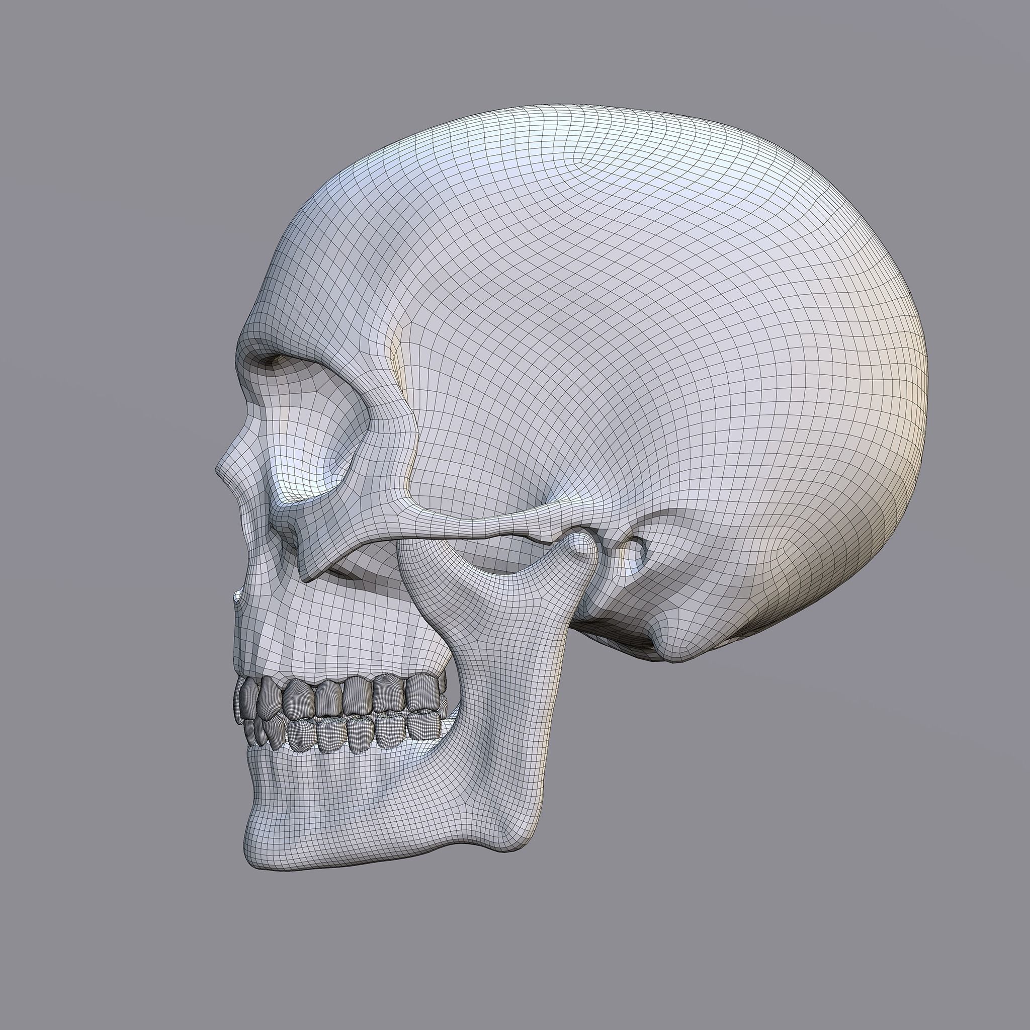 Skull human Free 3D model_10