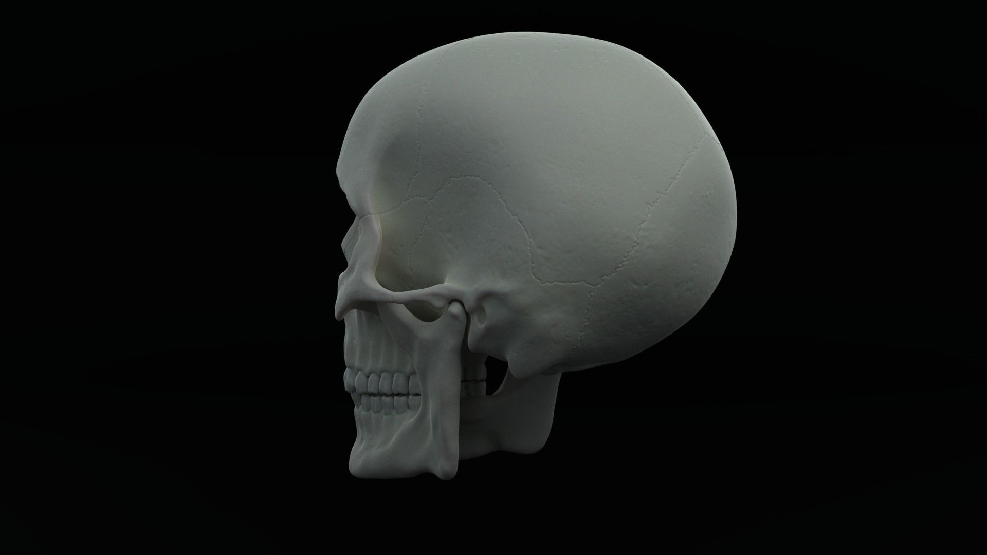 Skull human Free 3D model_9