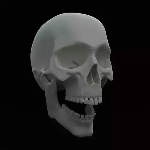 Skull human Free 3D model