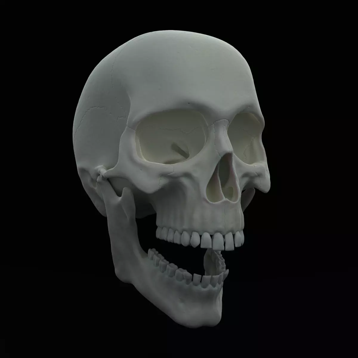 Skull human Free 3D model_0