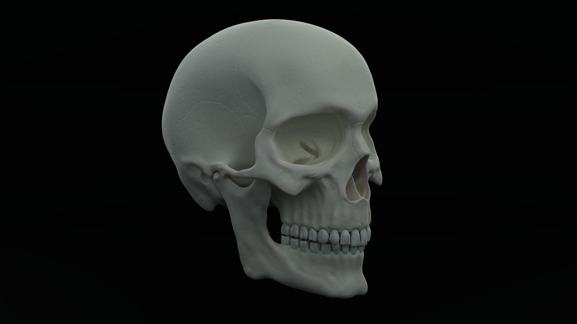 Skull human Free 3D model_6