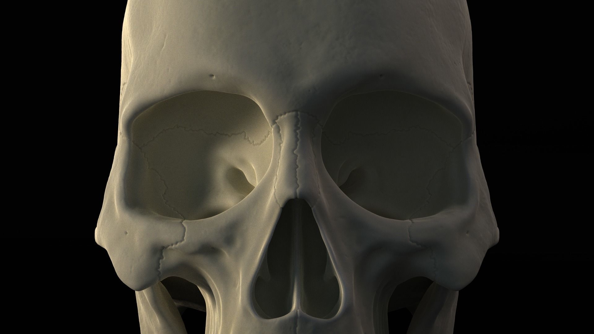 Skull human Free 3D model_4