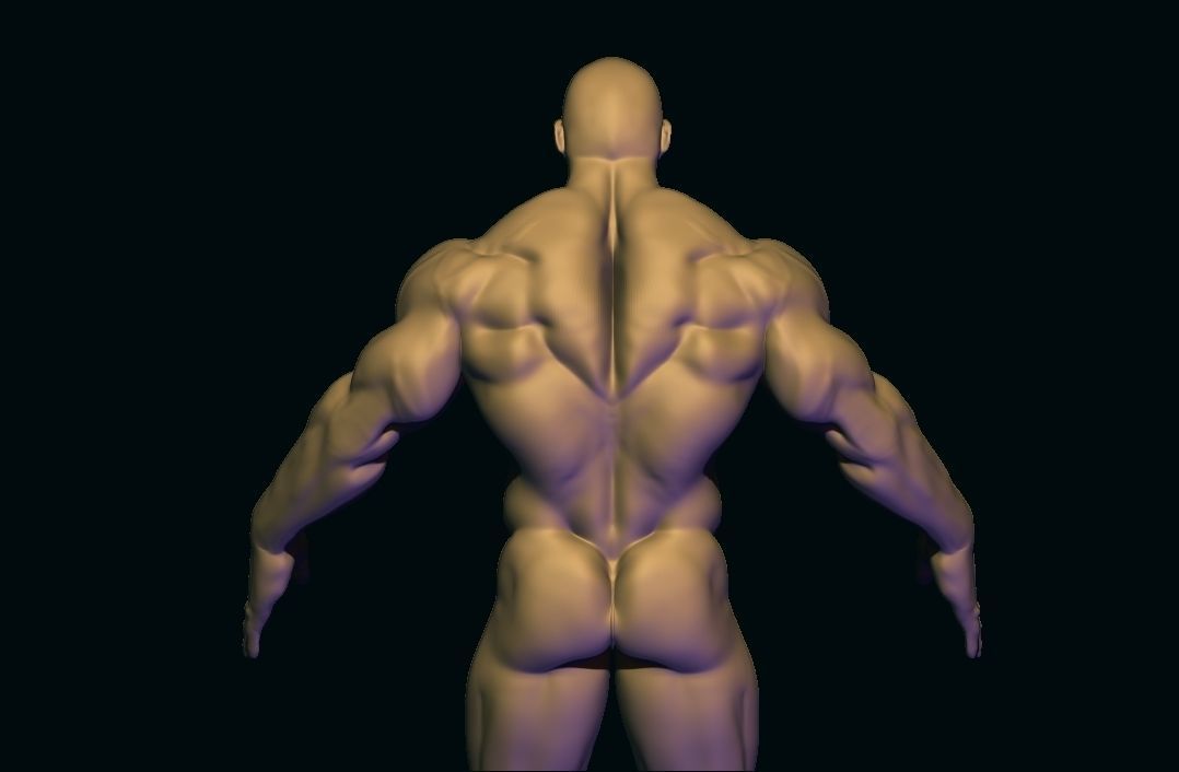 bodybuilder base mesh Low-poly 3D model_7