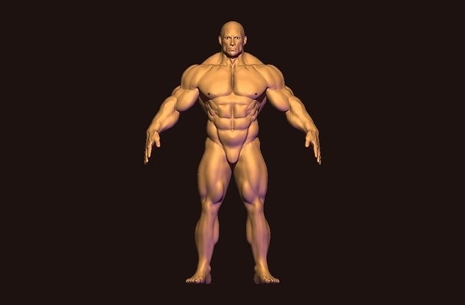 bodybuilder base mesh  Low-poly 3D model