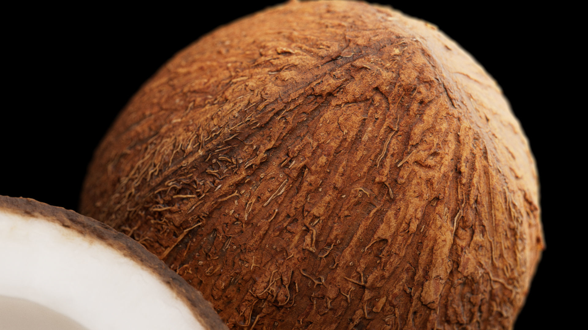 Coconuts 3D model_4