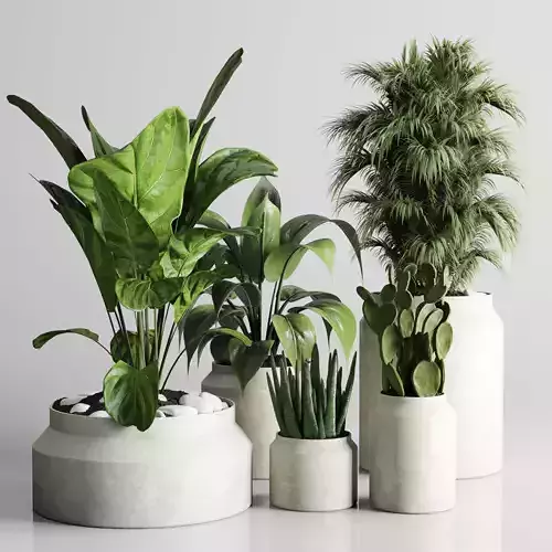 indoor plant ficus lyrata palm cactus concrete dirt vase