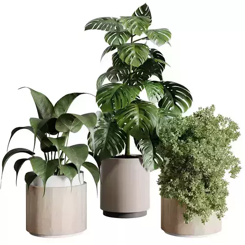 indoor plant plant bush monstera wooden dirt vase