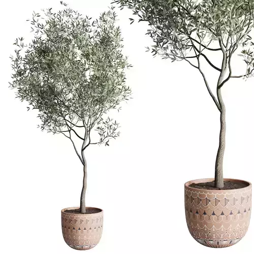 Olive tree in a patternd clay vase 199