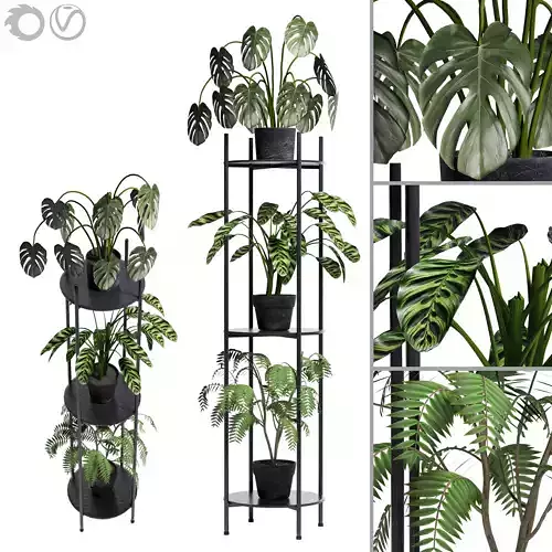 plant Collection 02 3D model