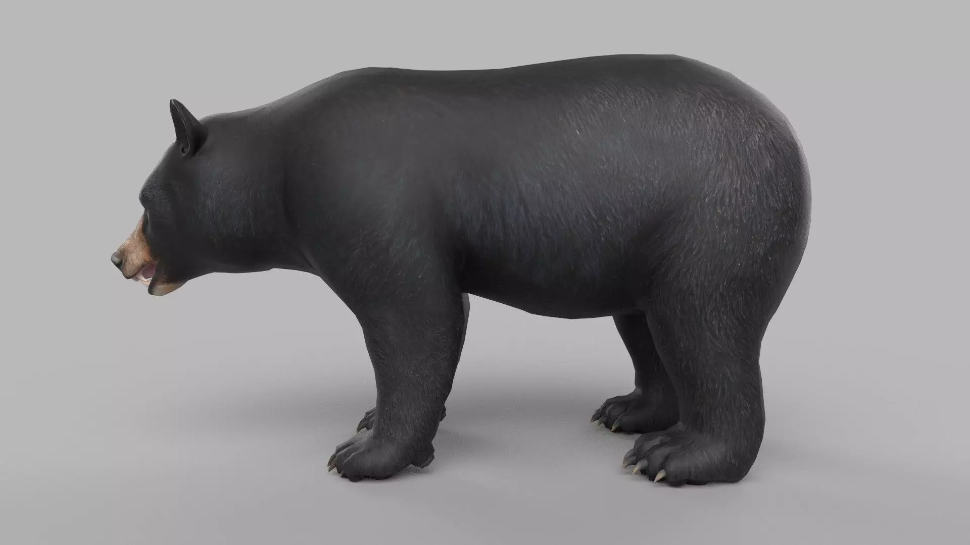 wild bear Low-poly 3D model_0