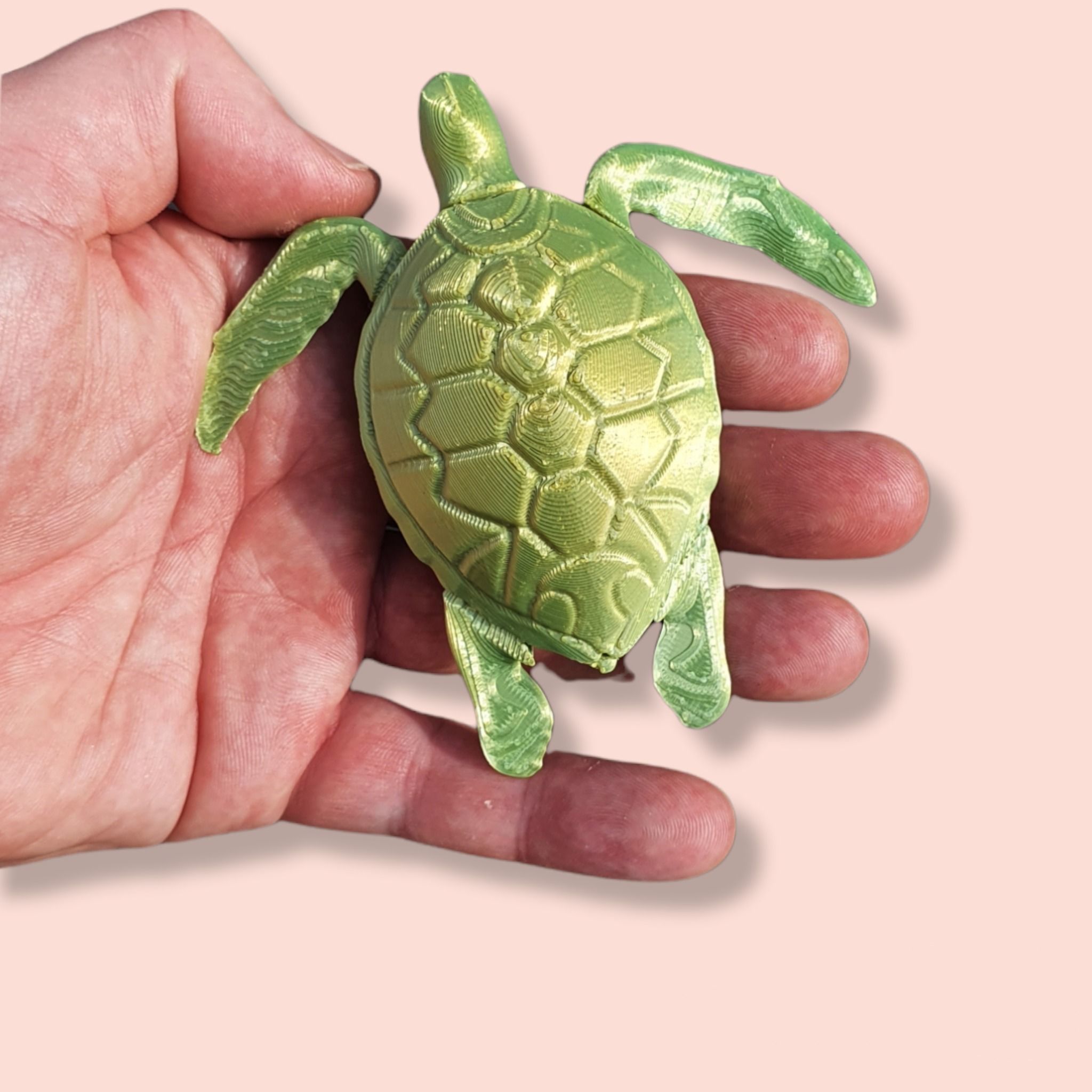 Sea Turtle Terrapin 3D print model_3