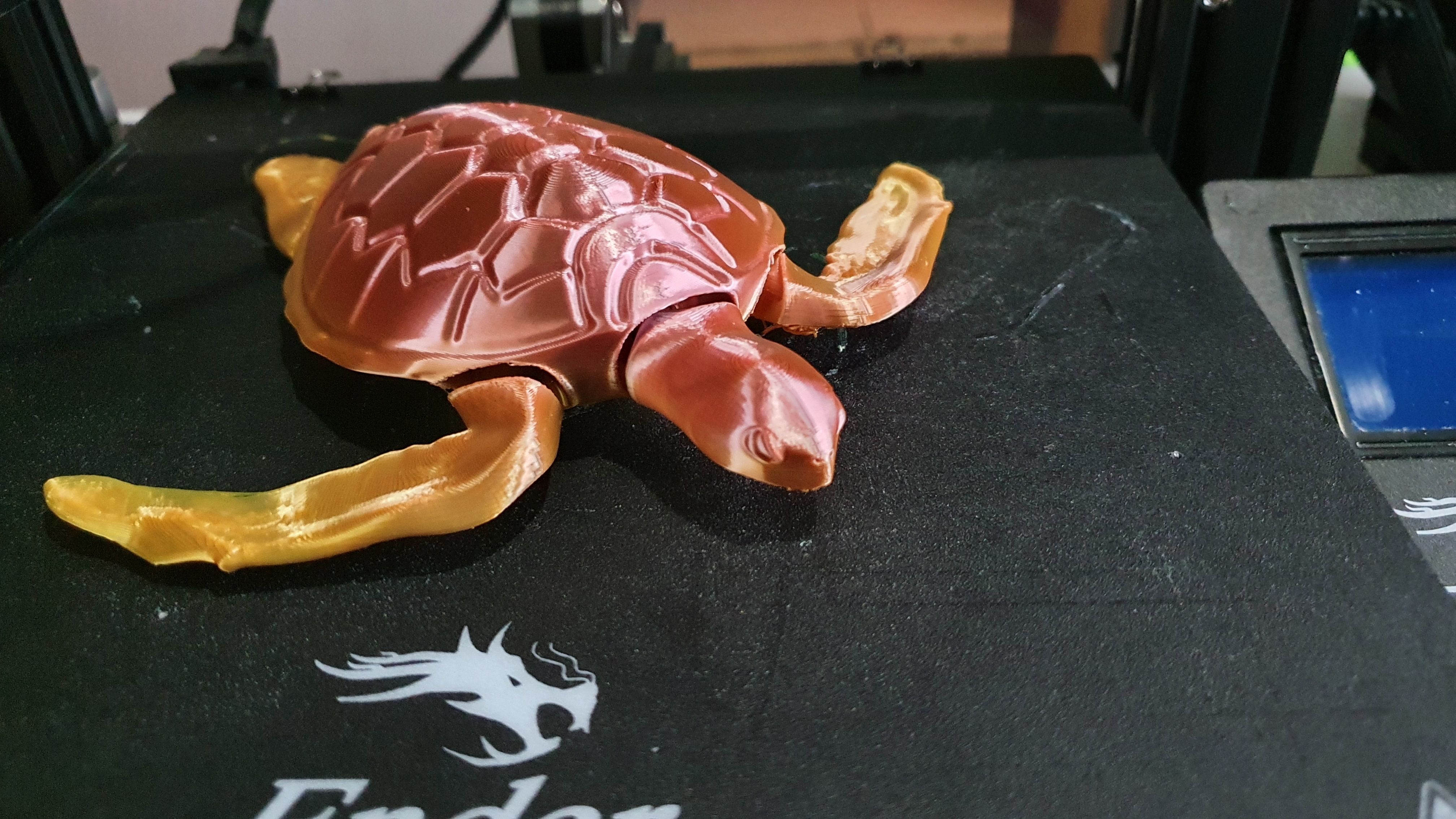 Sea Turtle Terrapin 3D print model_2