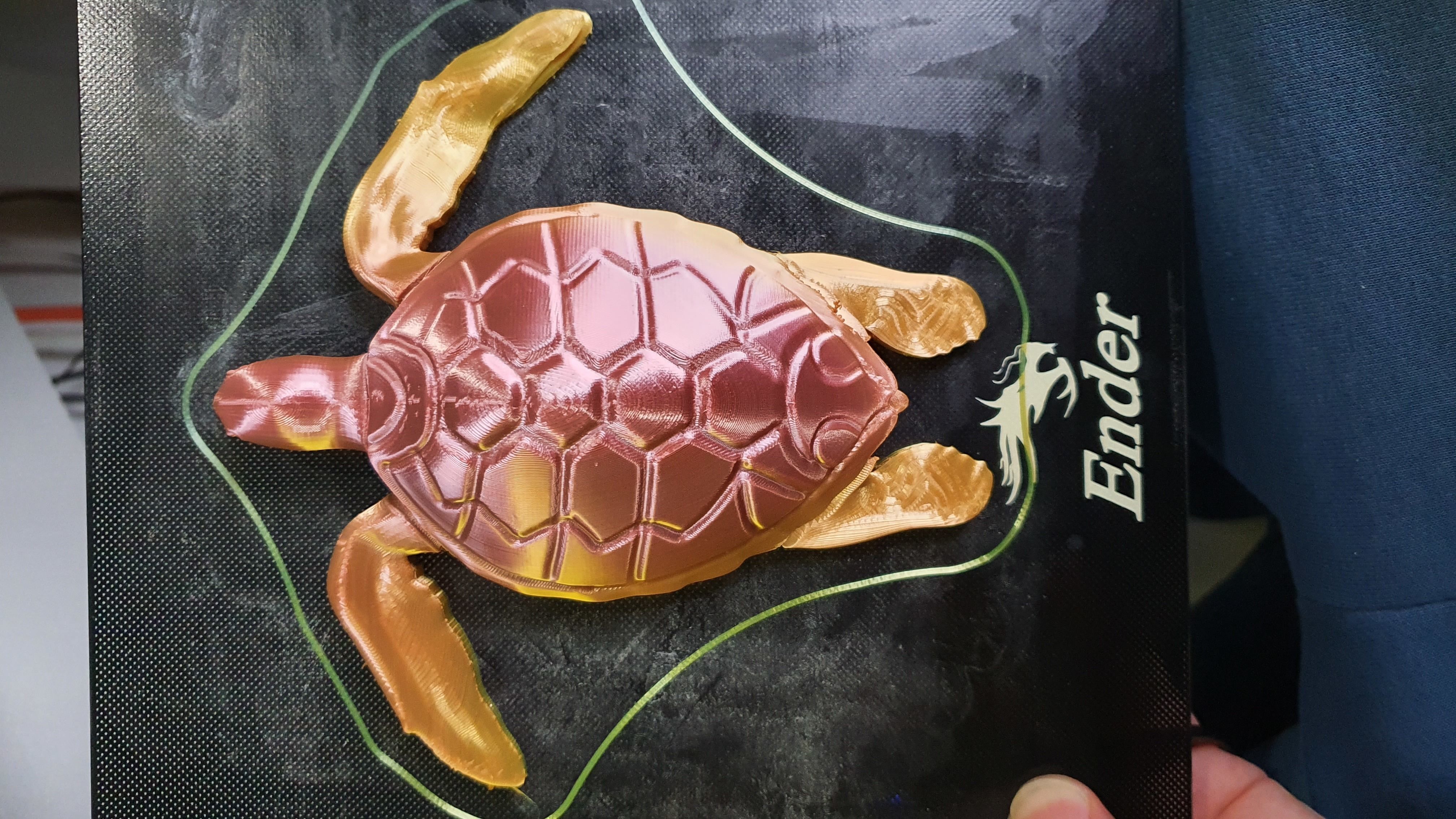 Sea Turtle Terrapin 3D print model_1