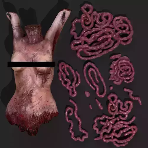 Intestines and Torso 3D Model Collection