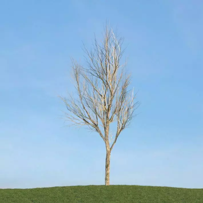 Bare Leafless Tree 3D model_0