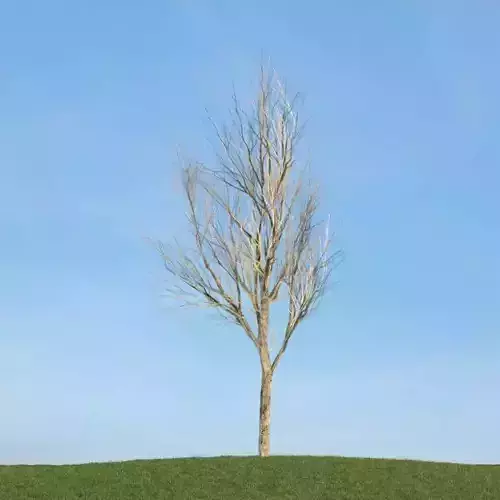 Bare Leafless Tree 3D model