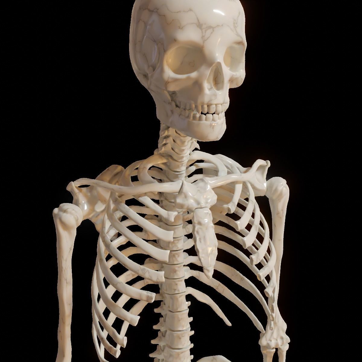 full body skeleton sculpt  3D model_2