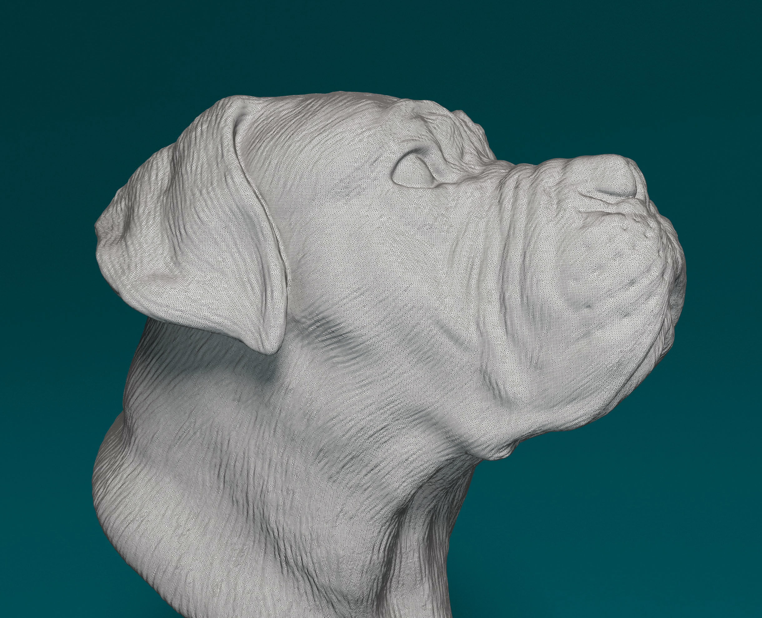 Dogue do Bordeaux bust 3D print model_5