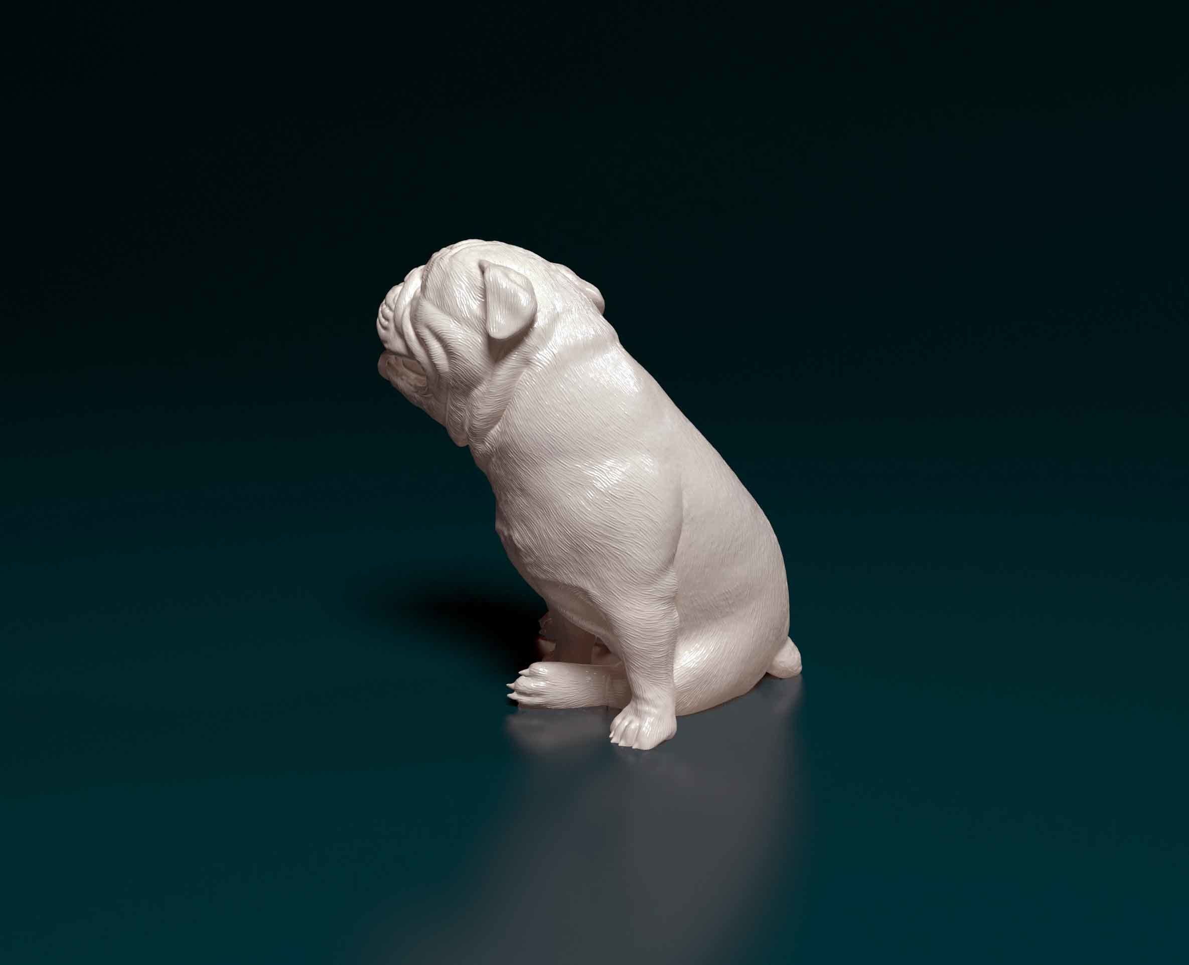 English Bulldog 3D print model_5