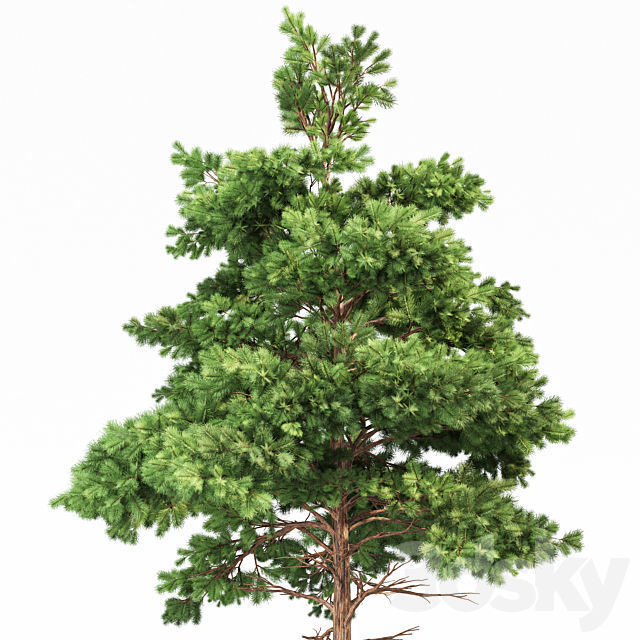 Spruce and Pine Planting White Trees 3D model_3