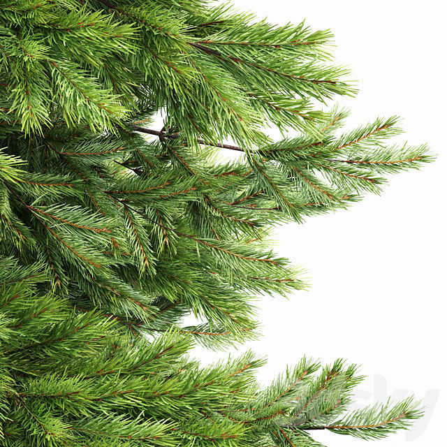 Spruce and Pine Planting White Trees 3D model_1