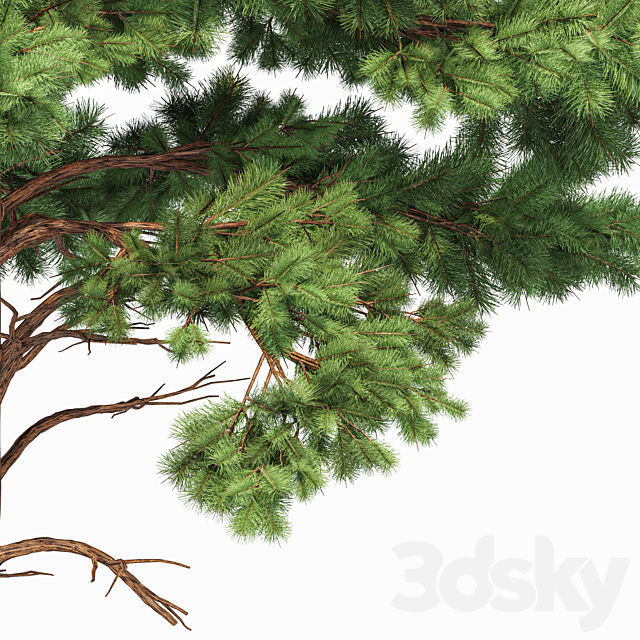 Spruce and Pine Planting White Trees 3D model_2