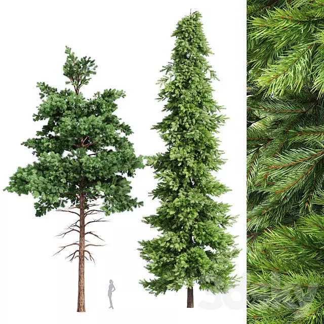 Spruce and Pine Planting White Trees 3D model_0