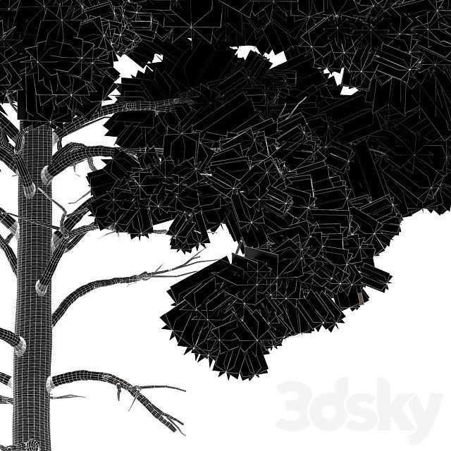 Spruce and Pine Planting White Trees 3D model_4