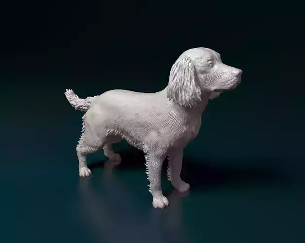 English Springer spaniel 3D print model