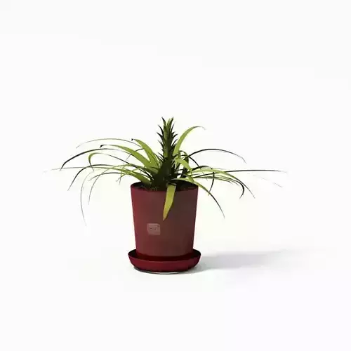Potted Green Plant