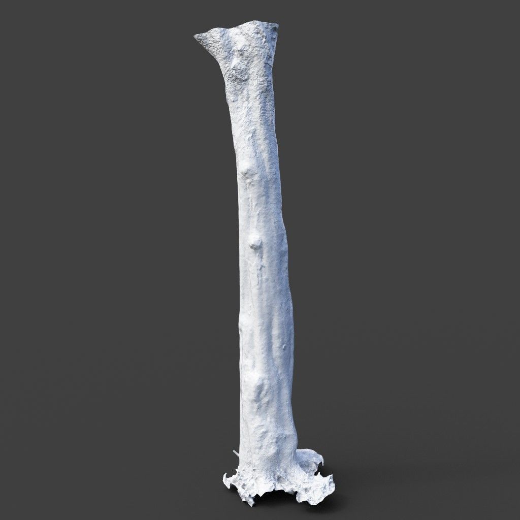 Low poly - High poly Trunk 03 - Photogrammetry Low-poly 3D model_8