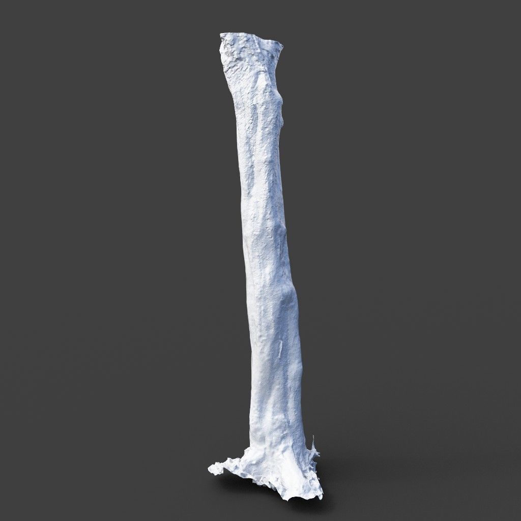 Low poly - High poly Trunk 03 - Photogrammetry Low-poly 3D model_10