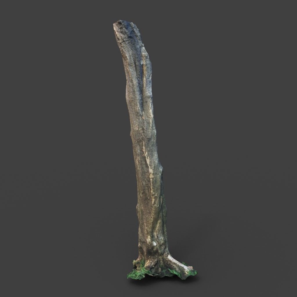 Low poly - High poly Trunk 03 - Photogrammetry Low-poly 3D model_2