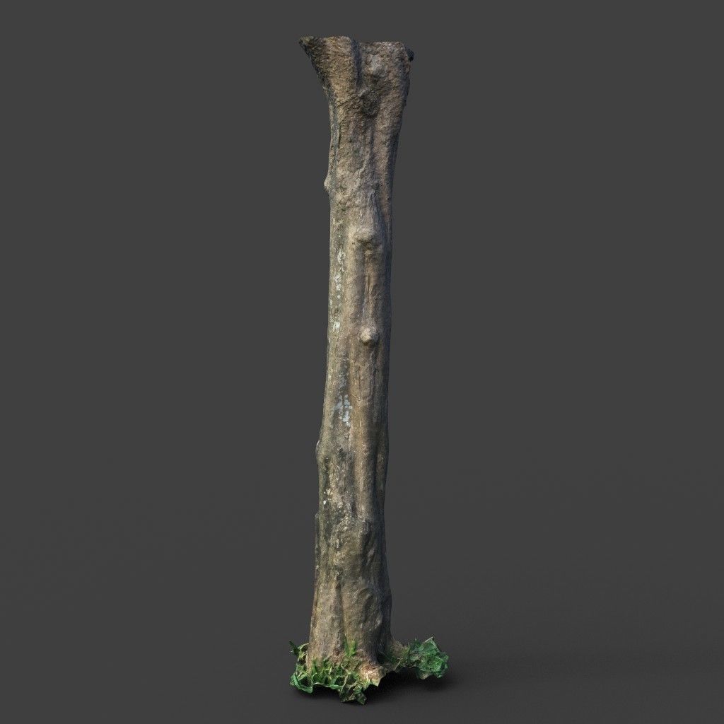 Low poly - High poly Trunk 03 - Photogrammetry Low-poly 3D model_6