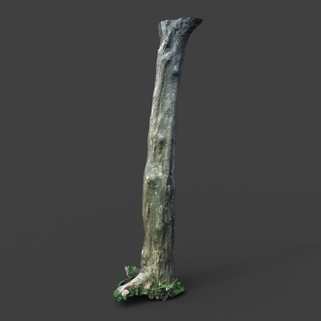 Low poly - High poly Trunk 03 - Photogrammetry Low-poly 3D model_4