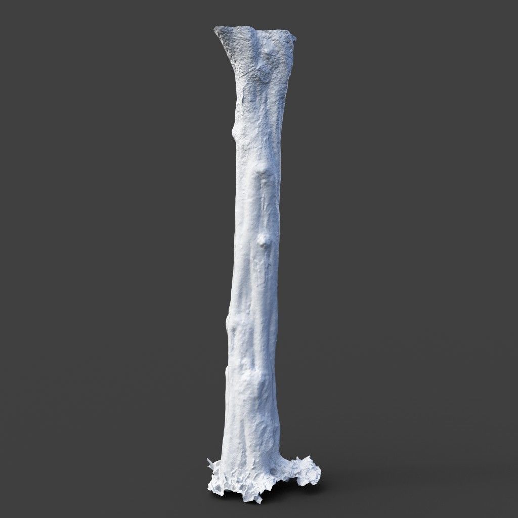 Low poly - High poly Trunk 03 - Photogrammetry Low-poly 3D model_7