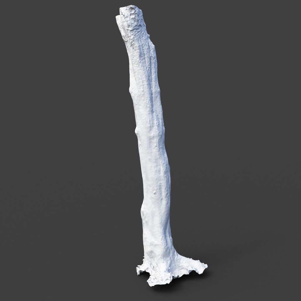 Low poly - High poly Trunk 03 - Photogrammetry Low-poly 3D model_9