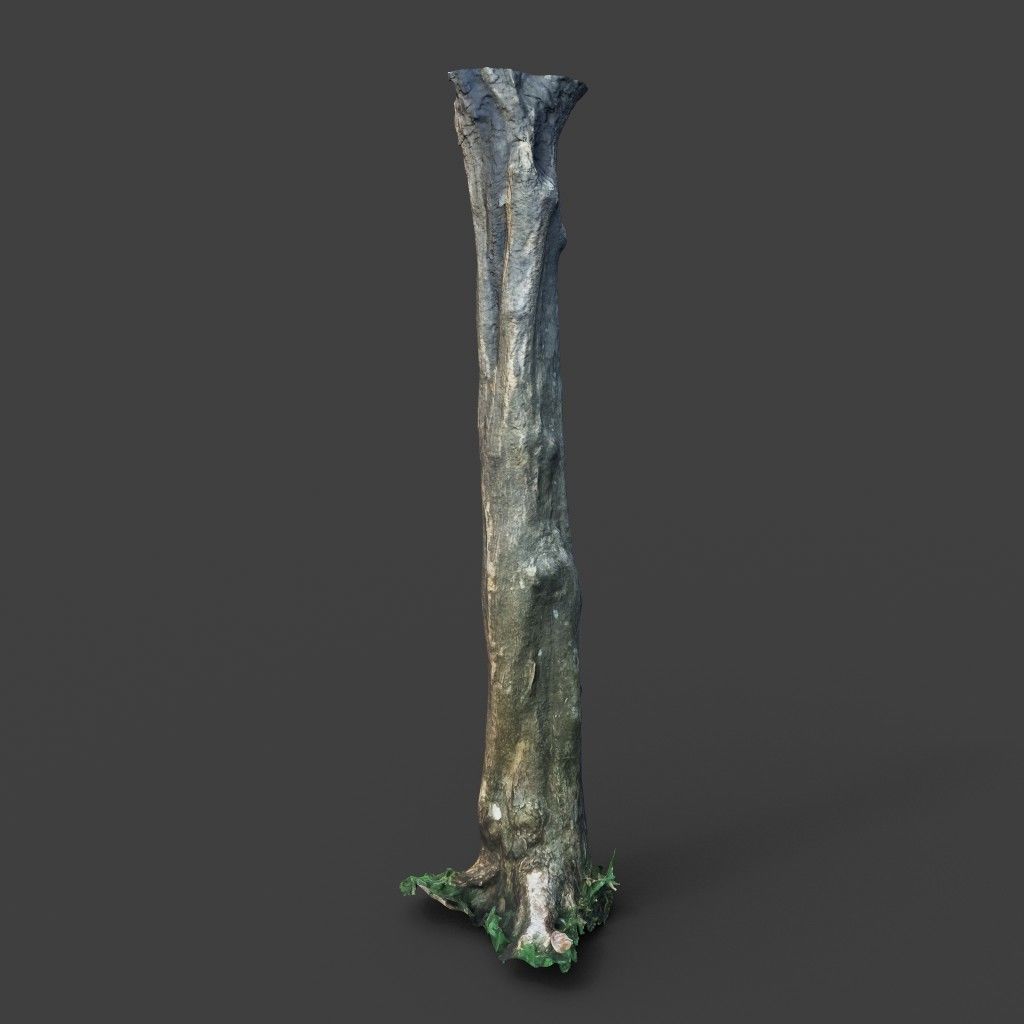 Low poly - High poly Trunk 03 - Photogrammetry Low-poly 3D model_3