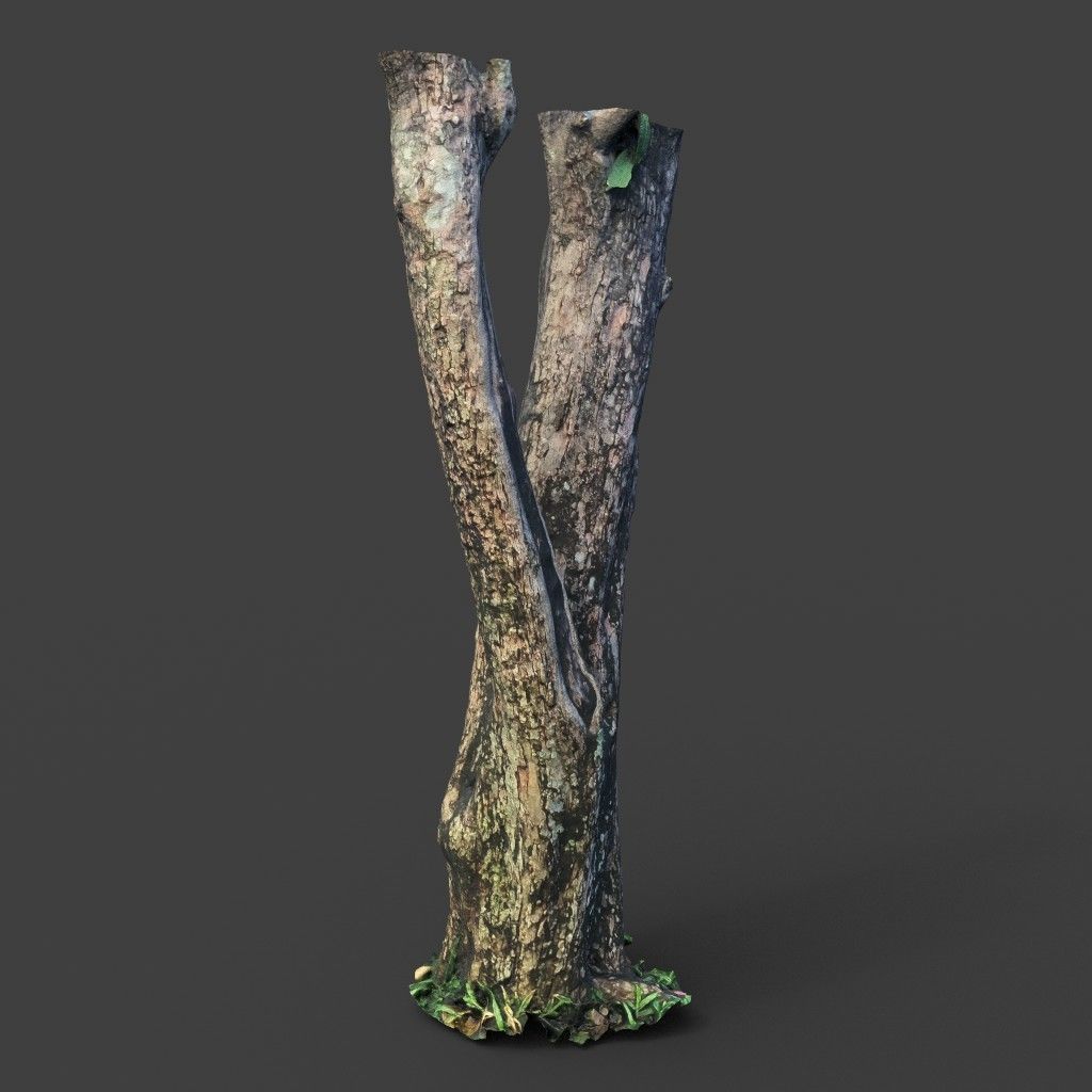 Low poly - High poly Trunk 04 - Photogrammetry Low-poly 3D model_4