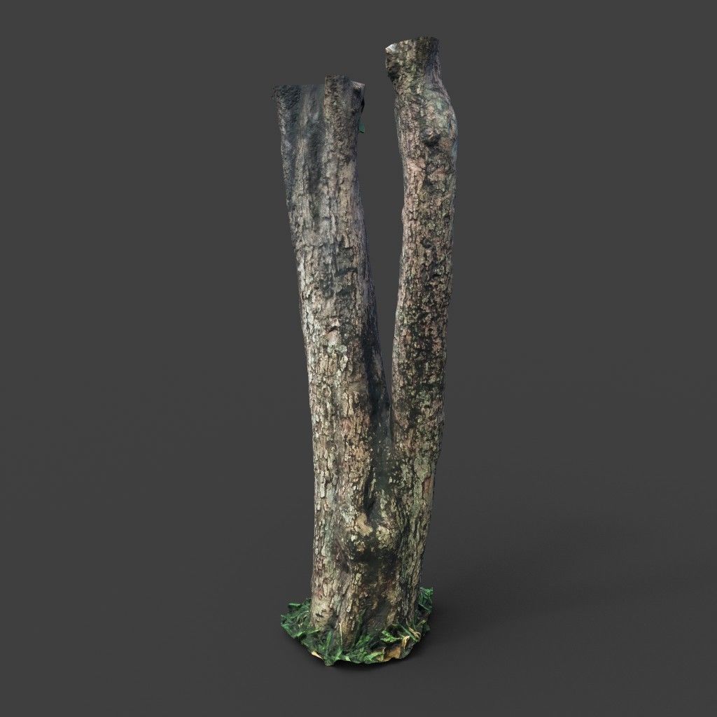 Low poly - High poly Trunk 04 - Photogrammetry Low-poly 3D model_3