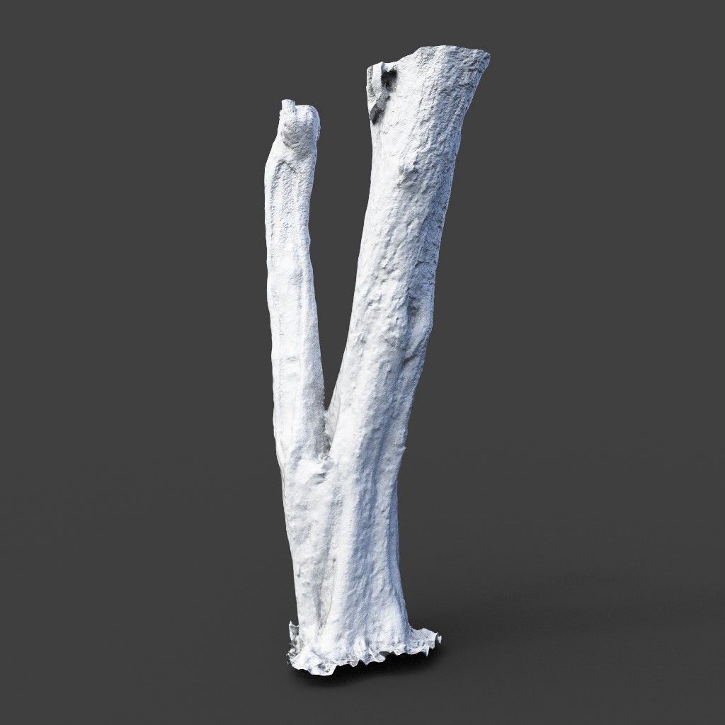 Low poly - High poly Trunk 04 - Photogrammetry Low-poly 3D model_8