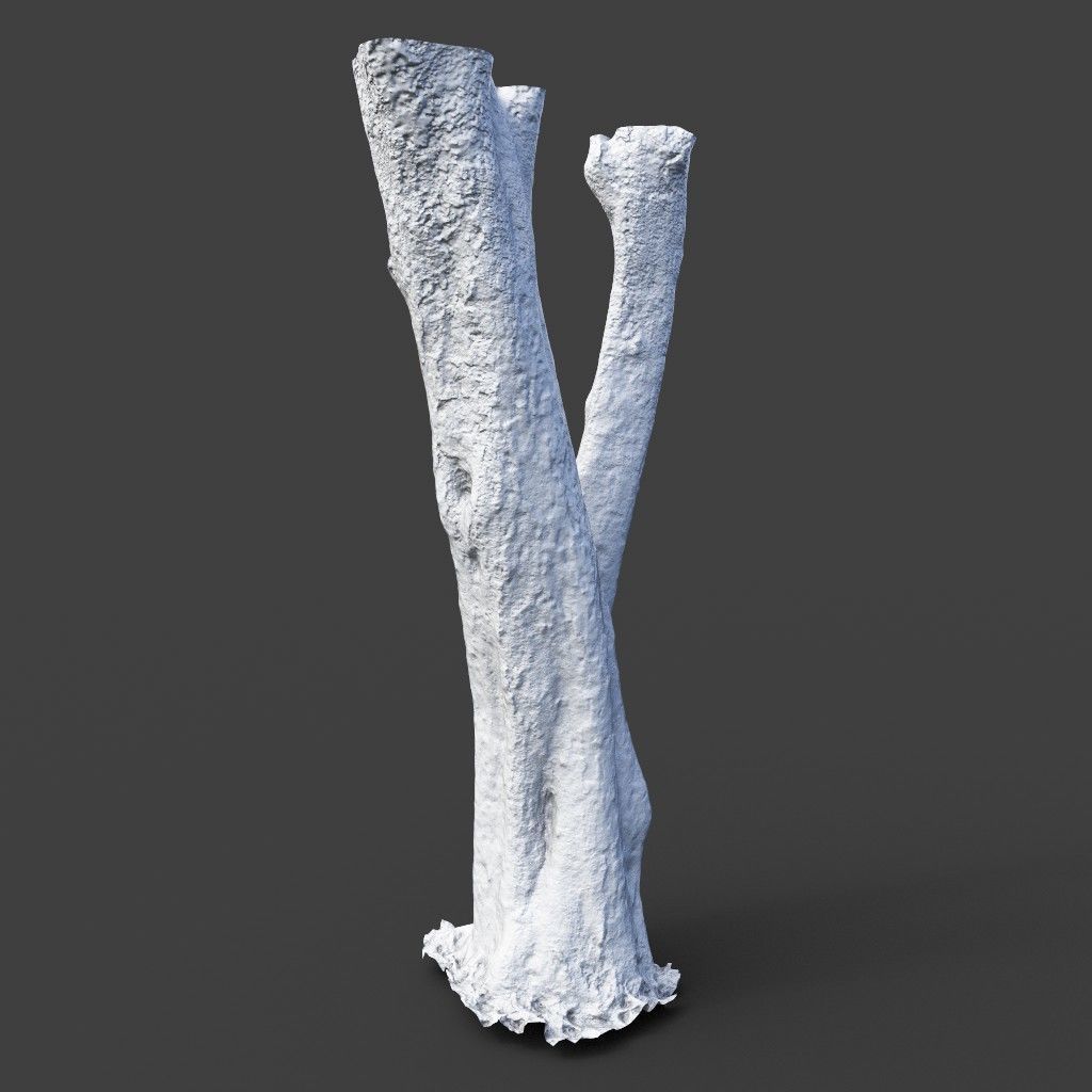 Low poly - High poly Trunk 04 - Photogrammetry Low-poly 3D model_9