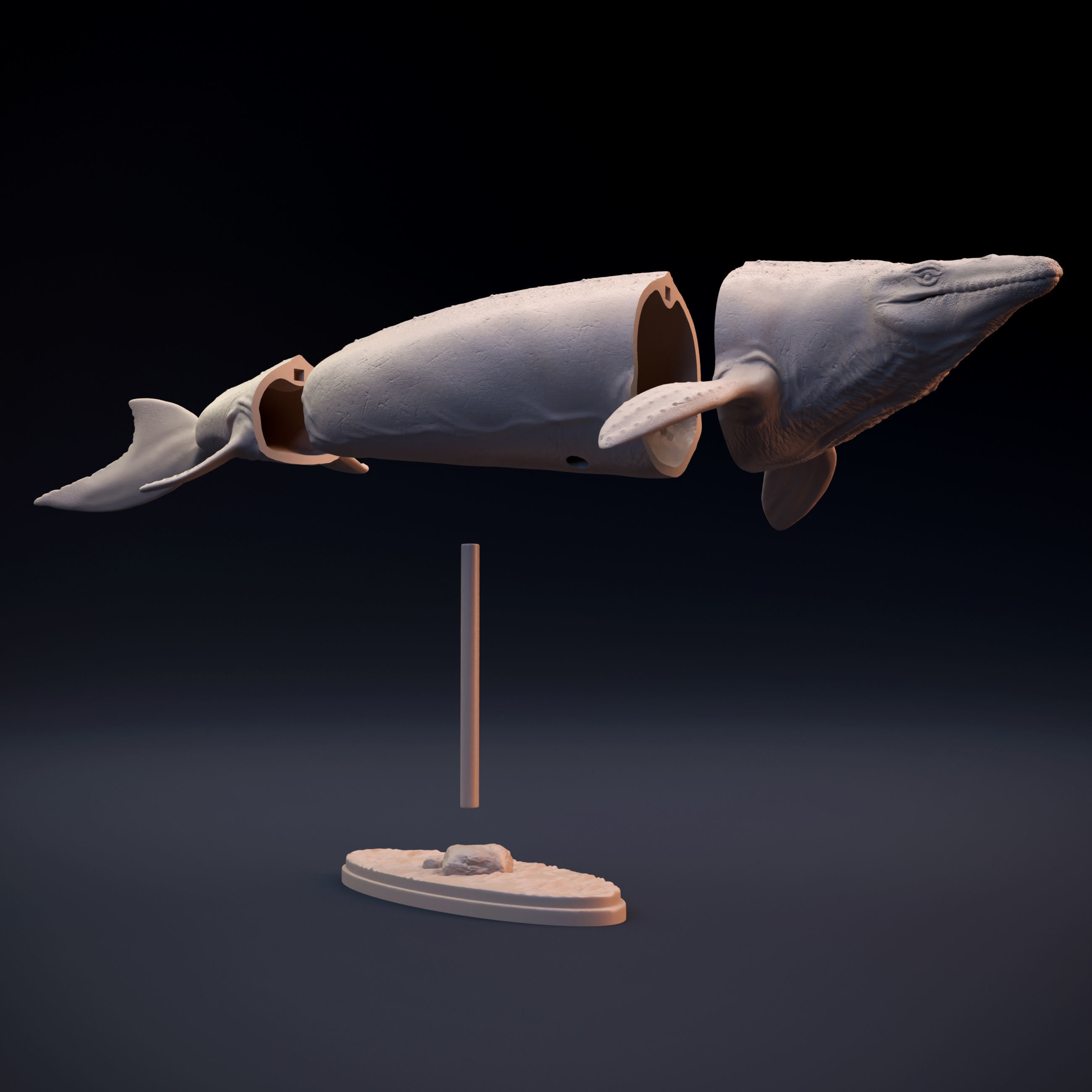 Mosasaurus swimming 3D print model_6