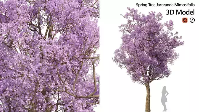 Spring  Jacaranda Mimosifolia Tree purple tree 3D model