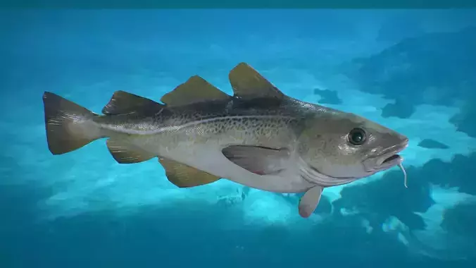 Cod Fish Low-poly 3D model