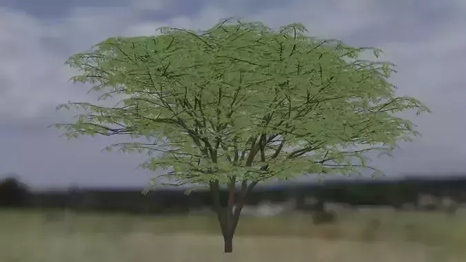 Beautifull japanese maple