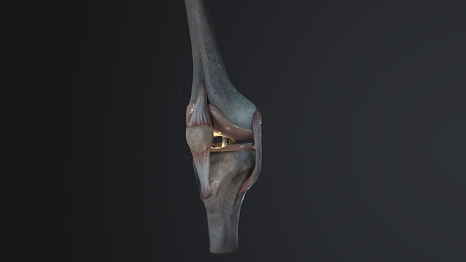 Low poly knee joint model Low-poly 3D model